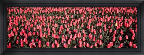 Framed Tulips, Noordbeemster, Netherlands Print