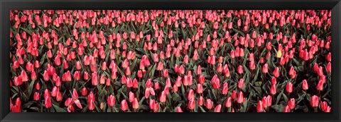 Framed Tulips, Noordbeemster, Netherlands Print