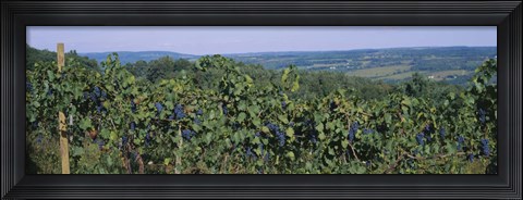 Framed Bunch of grapes in a vineyard, Finger Lakes region, New York State, USA Print