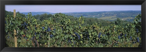 Framed Bunch of grapes in a vineyard, Finger Lakes region, New York State, USA Print