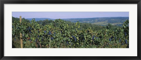 Framed Bunch of grapes in a vineyard, Finger Lakes region, New York State, USA Print