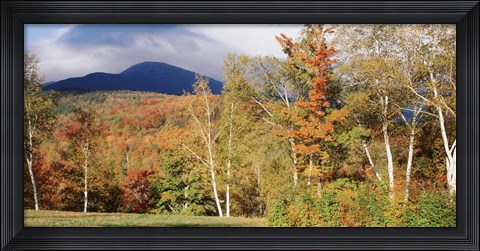 Framed Trees on a field in front of a mountain, Mount Washington, White Mountain National Forest, Bartlett, New Hampshire, USA Print