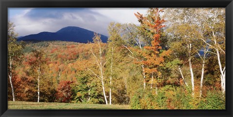 Framed Trees on a field in front of a mountain, Mount Washington, White Mountain National Forest, Bartlett, New Hampshire, USA Print