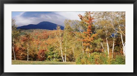 Framed Trees on a field in front of a mountain, Mount Washington, White Mountain National Forest, Bartlett, New Hampshire, USA Print