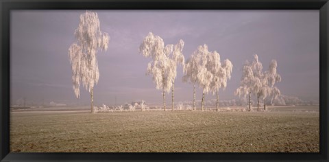 Framed Birch Trees w\ rime Switzerland Print