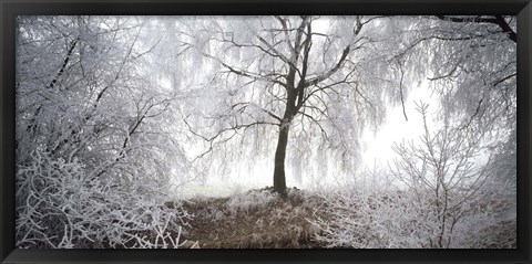 Framed Birch trees covered with snow, Switzerland Print