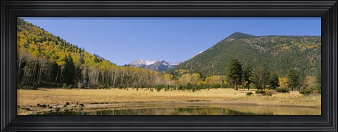 Framed Trees on the mountainside, Kachina Peaks Wilderness, Flagstaff, Arizona, USA Print