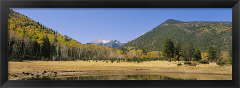 Framed Trees on the mountainside, Kachina Peaks Wilderness, Flagstaff, Arizona, USA Print