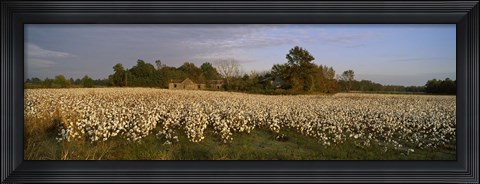 Framed Cotton plants in a field, North Carolina, USA Print