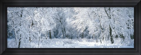 Framed Winter, Forest, Yosemite National Park, California, USA Print
