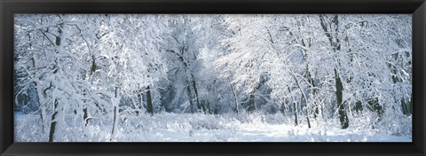 Framed Winter, Forest, Yosemite National Park, California, USA Print