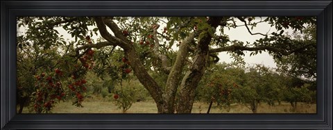 Framed Apple trees in an orchard, Sebastopol, Sonoma County, California, USA Print