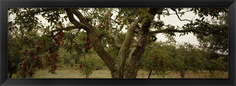 Framed Apple trees in an orchard, Sebastopol, Sonoma County, California, USA Print