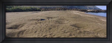 Framed Green turtles nesting at a coast, Isabela Island, Galapagos Islands, Ecuador Print