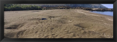 Framed Green turtles nesting at a coast, Isabela Island, Galapagos Islands, Ecuador Print