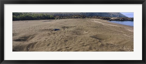 Framed Green turtles nesting at a coast, Isabela Island, Galapagos Islands, Ecuador Print