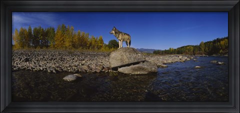 Framed Wolf standing on a rock at the riverbank, US Glacier National Park, Montana, USA Print