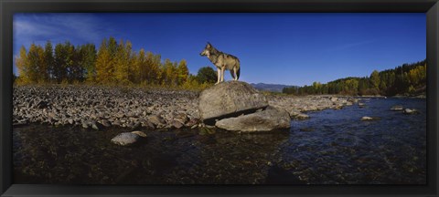 Framed Wolf standing on a rock at the riverbank, US Glacier National Park, Montana, USA Print