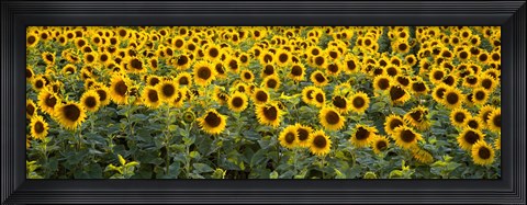 Framed Sunflowers (Helianthus annuus) in a field, Bouches-Du-Rhone, Provence, France Print