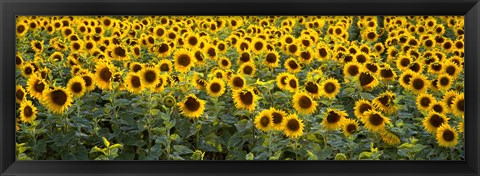 Framed Sunflowers (Helianthus annuus) in a field, Bouches-Du-Rhone, Provence, France Print