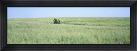 Framed Grass on a field, Prairie Grass, Iowa, USA Print