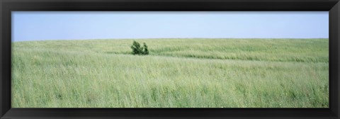 Framed Grass on a field, Prairie Grass, Iowa, USA Print