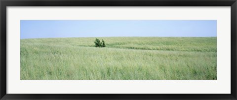 Framed Grass on a field, Prairie Grass, Iowa, USA Print