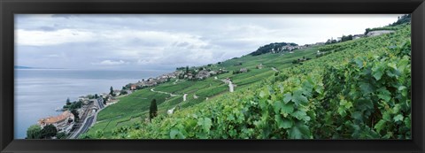 Framed Vineyard on a hillside in front of a lake, Lake Geneva, Rivaz, Vaud, Switzerland Print