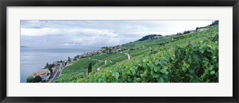 Framed Vineyard on a hillside in front of a lake, Lake Geneva, Rivaz, Vaud, Switzerland Print