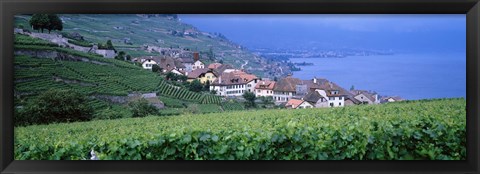 Framed Vineyards, Rivaz, Switzerland Print