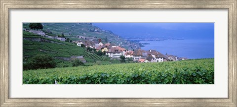 Framed Vineyards, Rivaz, Switzerland Print