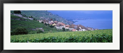 Framed Vineyards, Rivaz, Switzerland Print