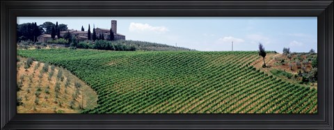 Framed Vineyards and Olive Grove outside San Gimignano Tuscany Italy Print