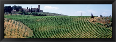 Framed Vineyards and Olive Grove outside San Gimignano Tuscany Italy Print