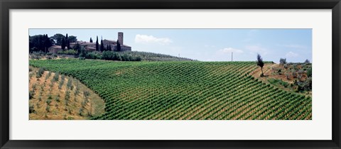 Framed Vineyards and Olive Grove outside San Gimignano Tuscany Italy Print