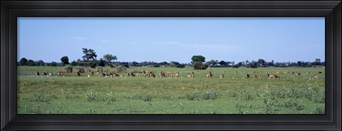 Framed Red Lechwee Moremi Game Reserve Botswana Africa Print