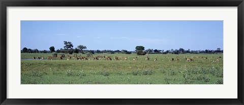 Framed Red Lechwee Moremi Game Reserve Botswana Africa Print