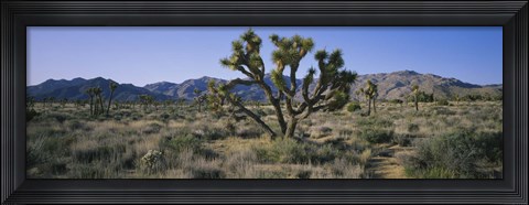 Framed Joshua trees on a landscape, Joshua Tree National Monument, California, USA Print