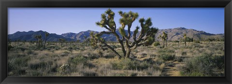 Framed Joshua trees on a landscape, Joshua Tree National Monument, California, USA Print