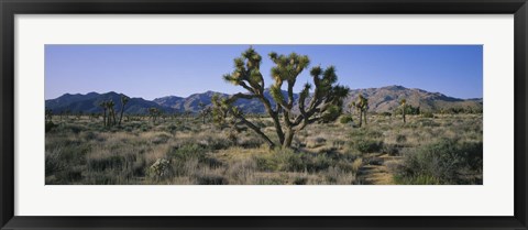 Framed Joshua trees on a landscape, Joshua Tree National Monument, California, USA Print