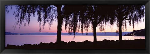 Framed Weeping Willows, Lake Geneva, St Saphorin, Switzerland Print