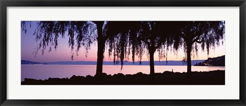 Framed Weeping Willows, Lake Geneva, St Saphorin, Switzerland Print