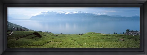 Framed Vineyard at the lakeside, Lake Geneva, Switzerland Print