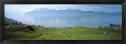 Framed Vineyard at the lakeside, Lake Geneva, Switzerland Print