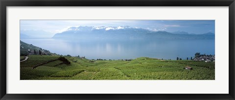 Framed Vineyard at the lakeside, Lake Geneva, Switzerland Print