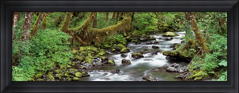 Framed Creek Olympic National Park WA USA Print