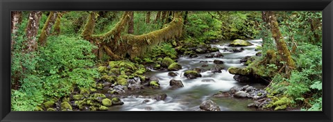 Framed Creek Olympic National Park WA USA Print