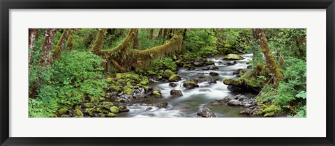 Framed Creek Olympic National Park WA USA Print