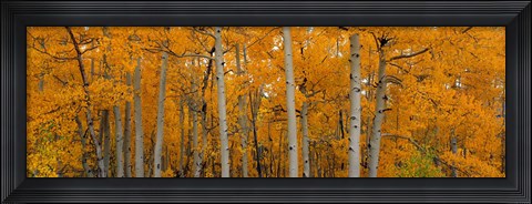 Framed Quaking Aspens Dixie National Forest UT Print
