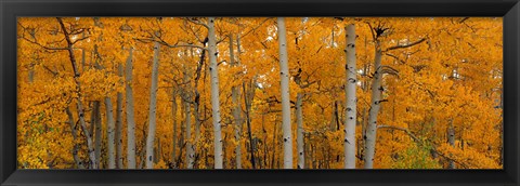 Framed Quaking Aspens Dixie National Forest UT Print